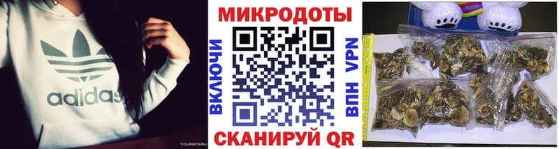 Галлюциногенные грибы Psilocybine cubensis  цены   Белокуриха 